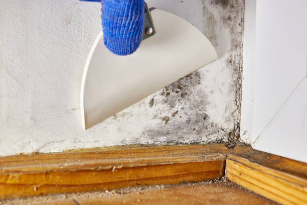 Forensic Mold Investigation in Montebello, CA